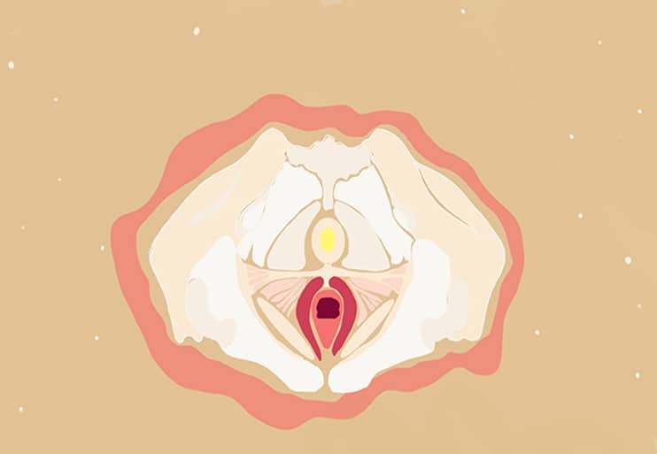 illustration of pelvic floor