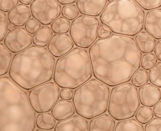 cell division zoomed in